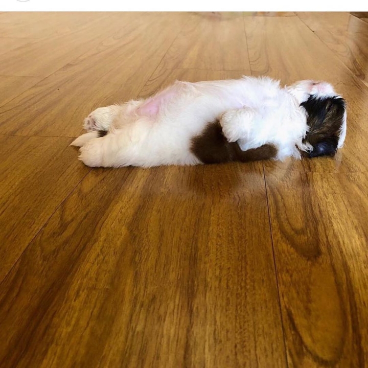 새끼-강아지때만-할-수-있다는-잠자는-자세를-맘껏-즐기는-갱얼쥐..⭐-.jpg-20-이미지