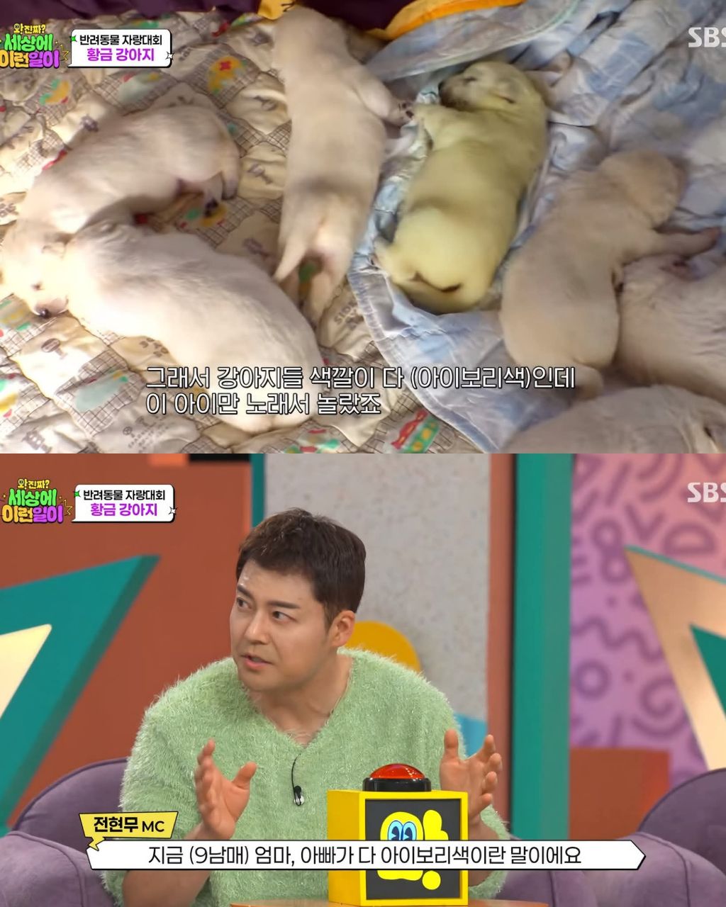 9마리댕댕이들중-색이-다르게-태어난댕댕이-5-이미지