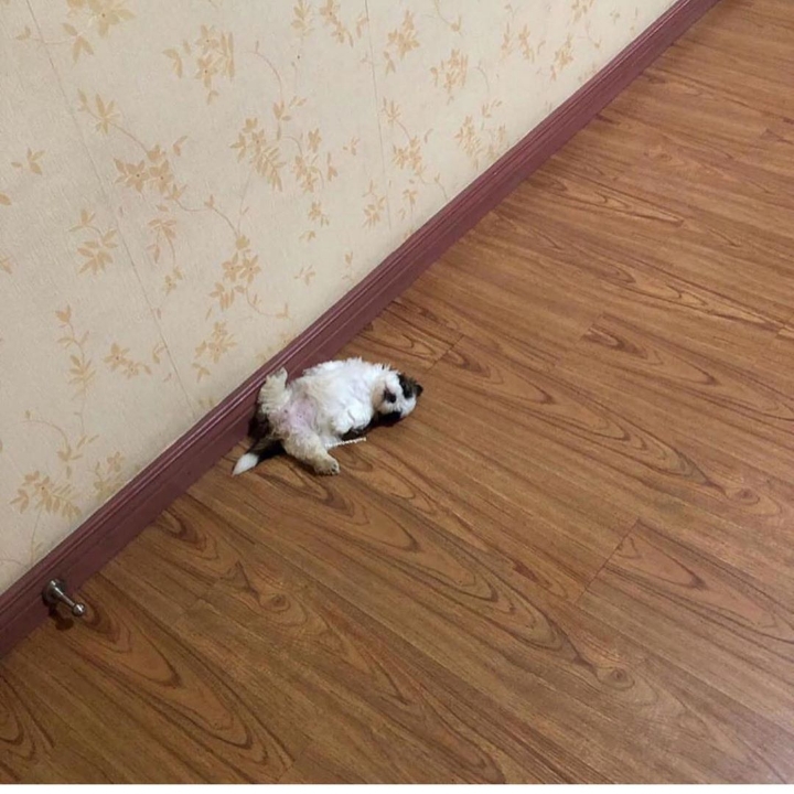 새끼-강아지때만-할-수-있다는-잠자는-자세를-맘껏-즐기는-갱얼쥐..⭐-.jpg-18-이미지