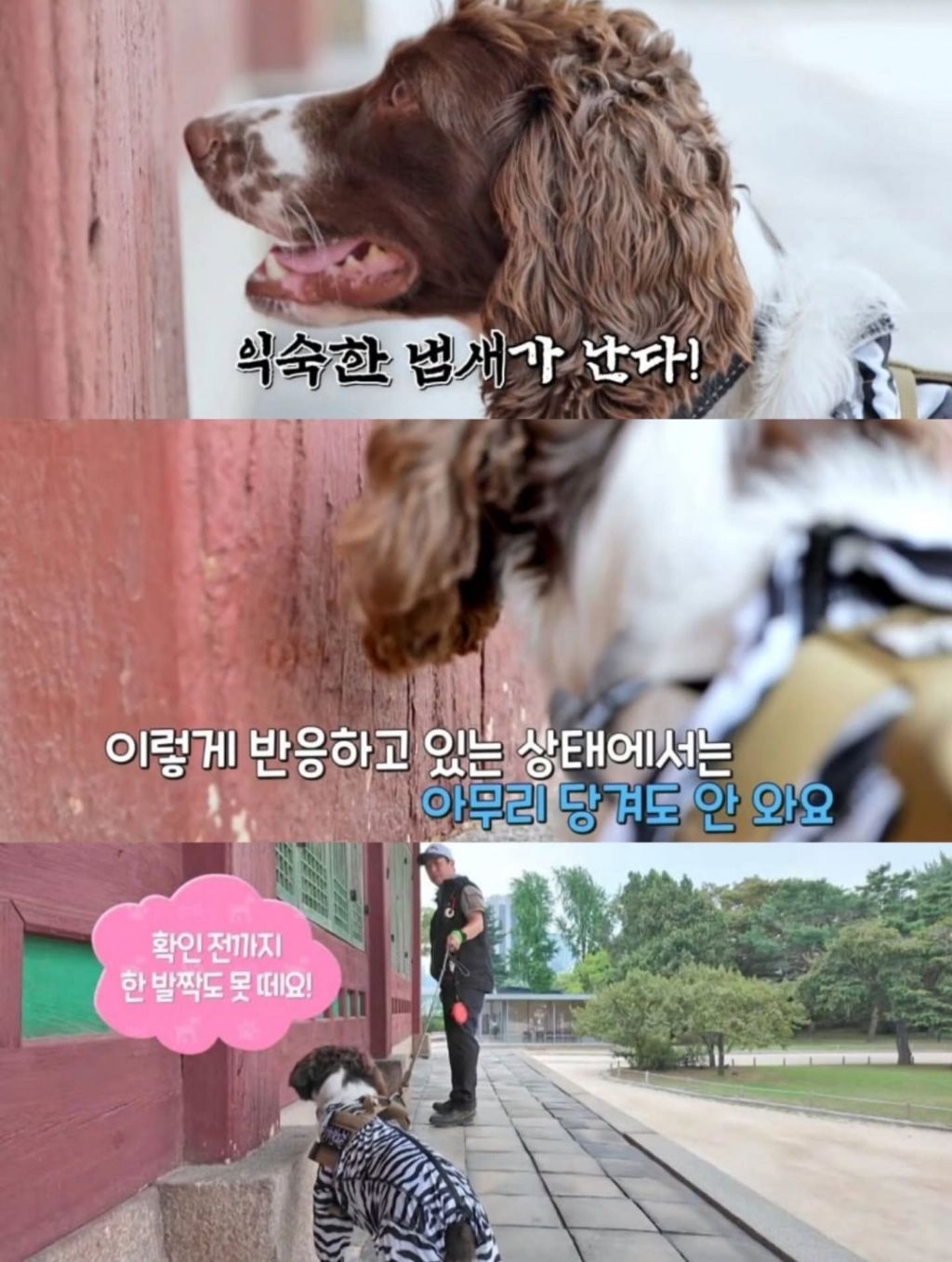 반려동물-출입금지인-경복궁에-나타난-댕댕이-5-이미지