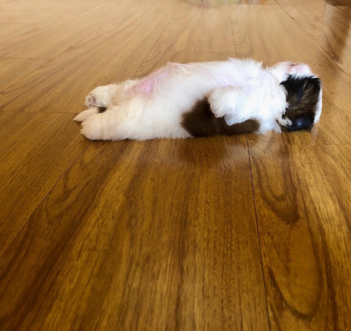 새끼-강아지때만-할-수-있다는-잠자는-자세를-맘껏-즐기는-갱얼쥐..⭐-.jpg-12-이미지