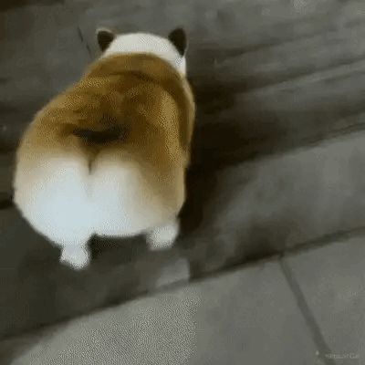 계단-내려가는-웰시코기-0-이미지