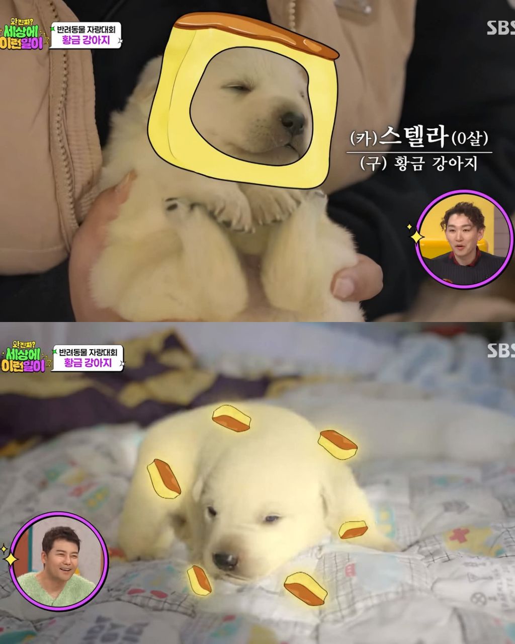 9마리댕댕이들중-색이-다르게-태어난댕댕이-9-이미지