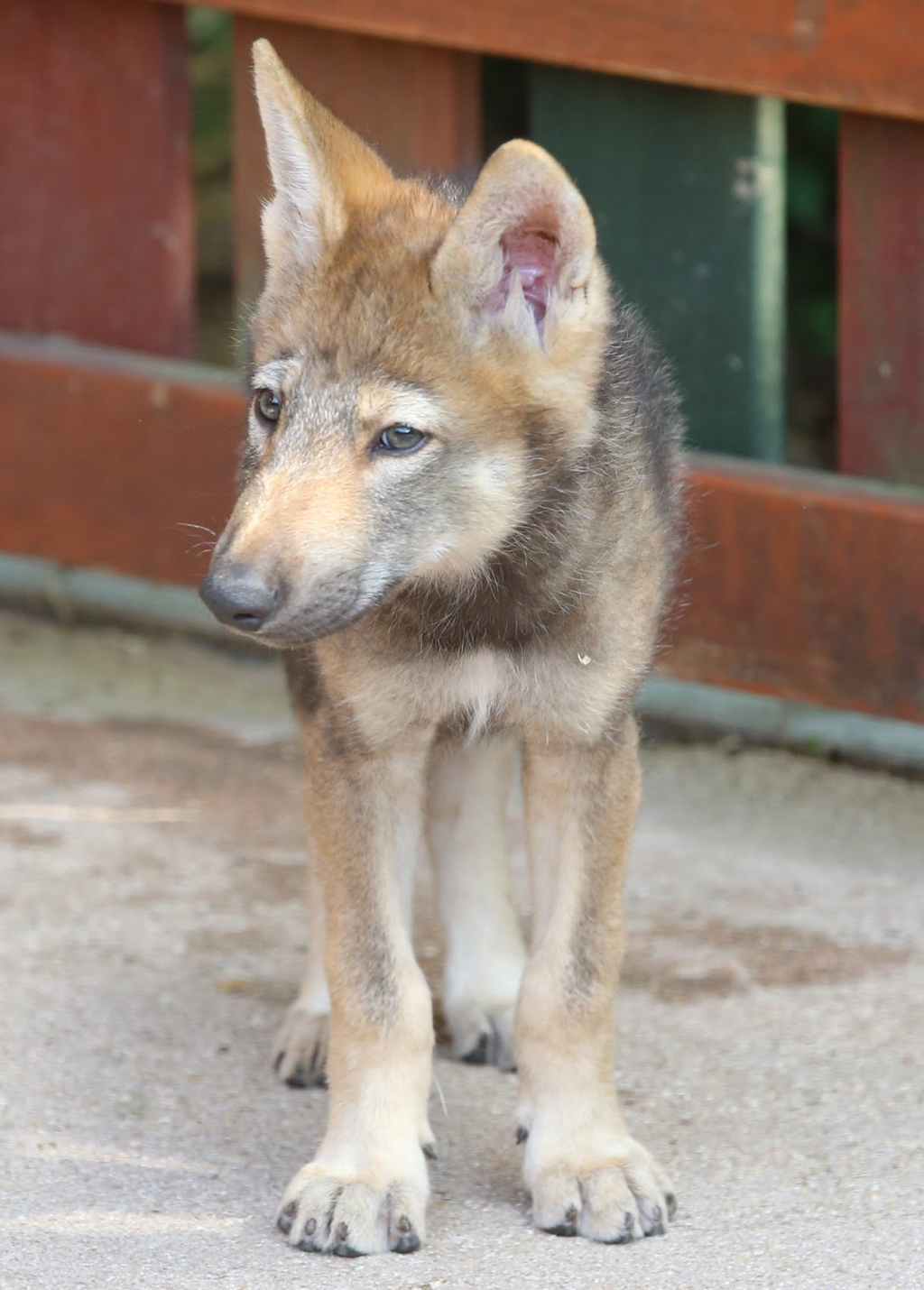 대전-오월드에서-탈출한-늑대-1-이미지