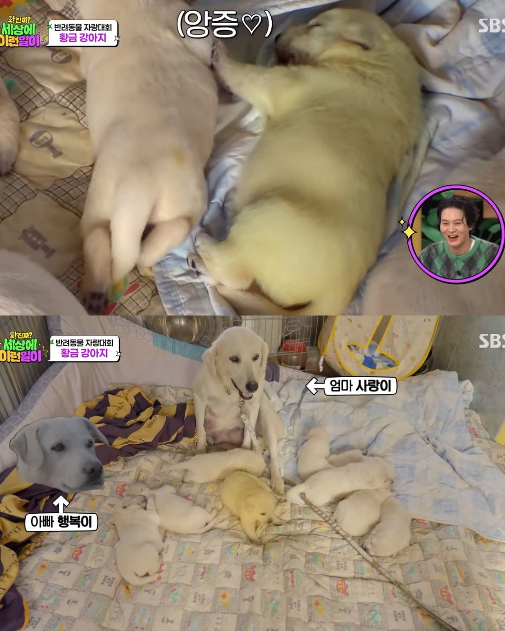 9마리댕댕이들중-색이-다르게-태어난댕댕이-6-이미지