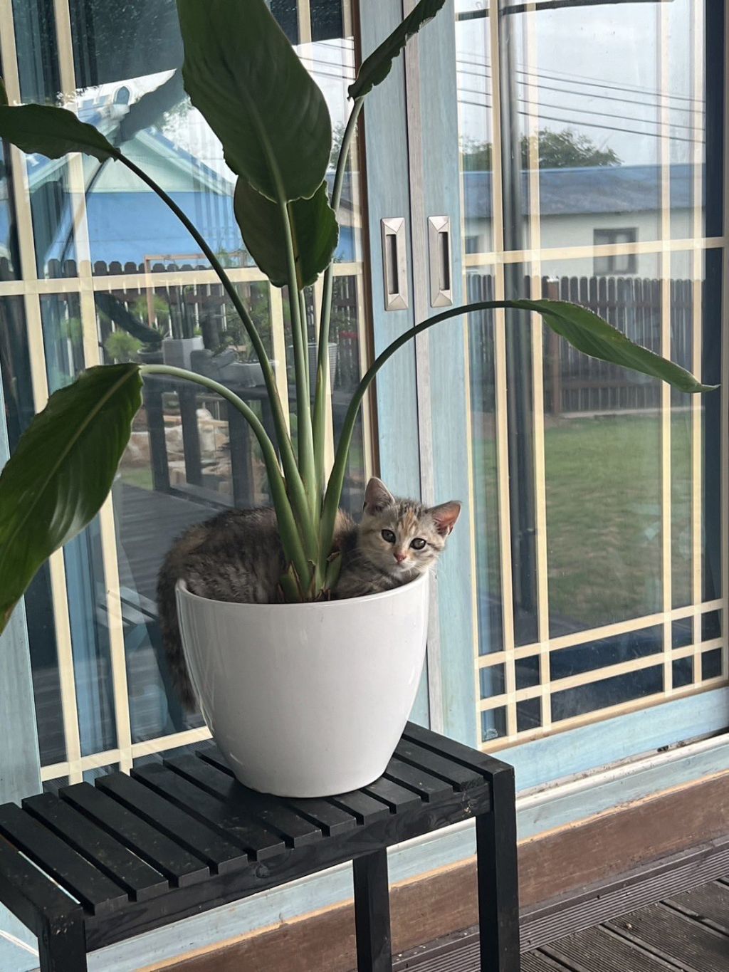 시골집-화분에-고양이-자라났대-3-이미지