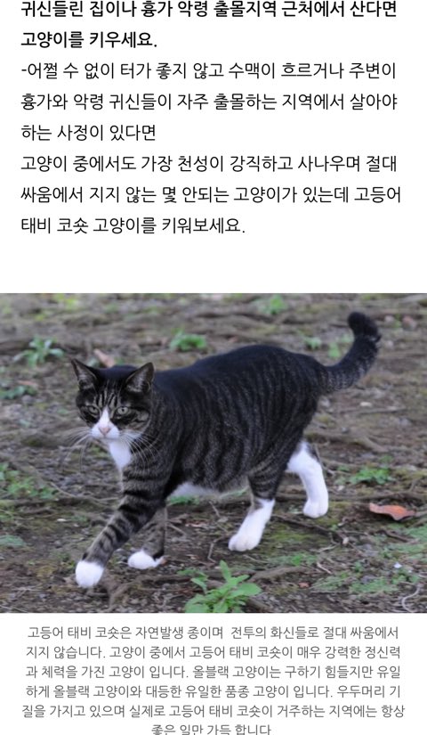 집에-귀신-나올때-키우라는-고양이-종...jpg-0-이미지