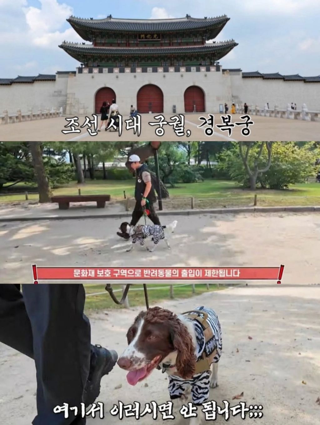 반려동물-출입금지인-경복궁에-나타난-댕댕이-1-이미지