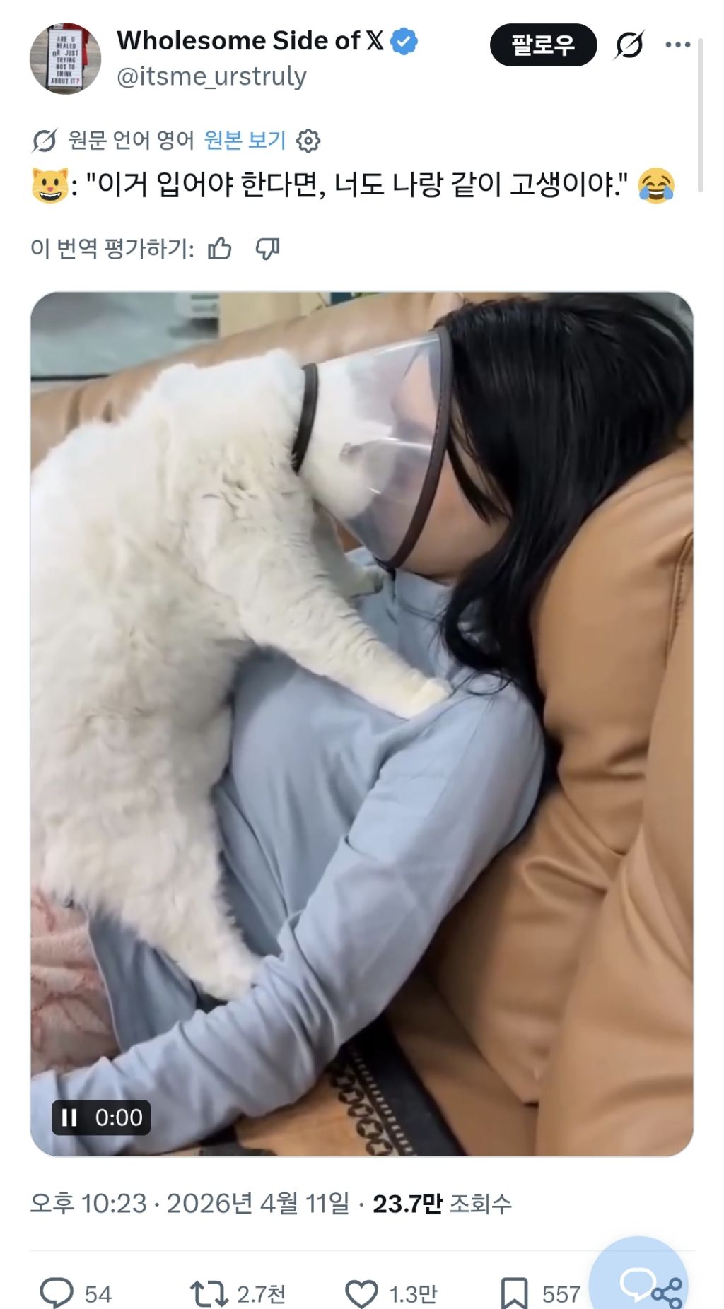 고통을-나누는-고양이-0-이미지