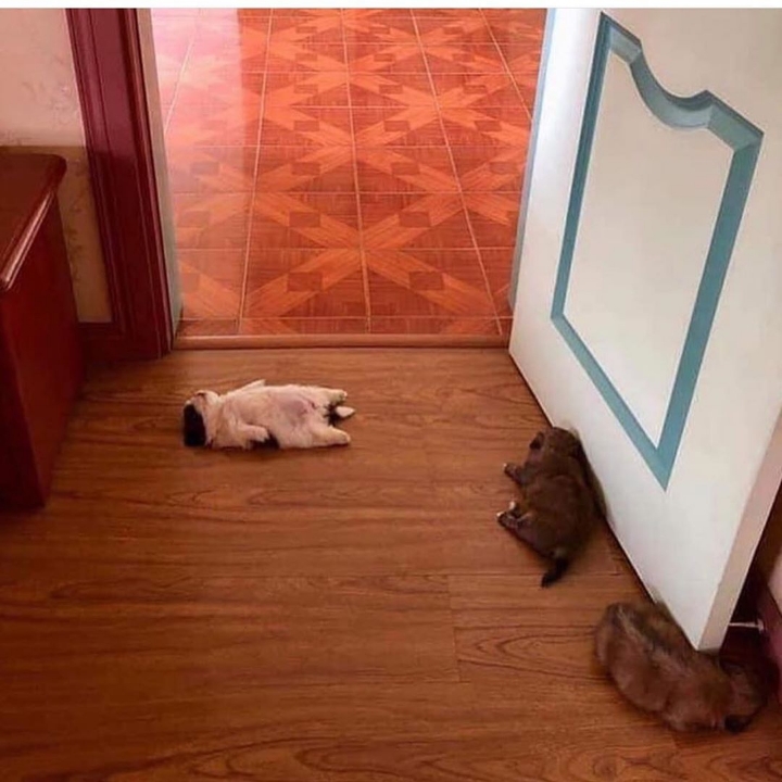 새끼-강아지때만-할-수-있다는-잠자는-자세를-맘껏-즐기는-갱얼쥐..⭐-.jpg-16-이미지