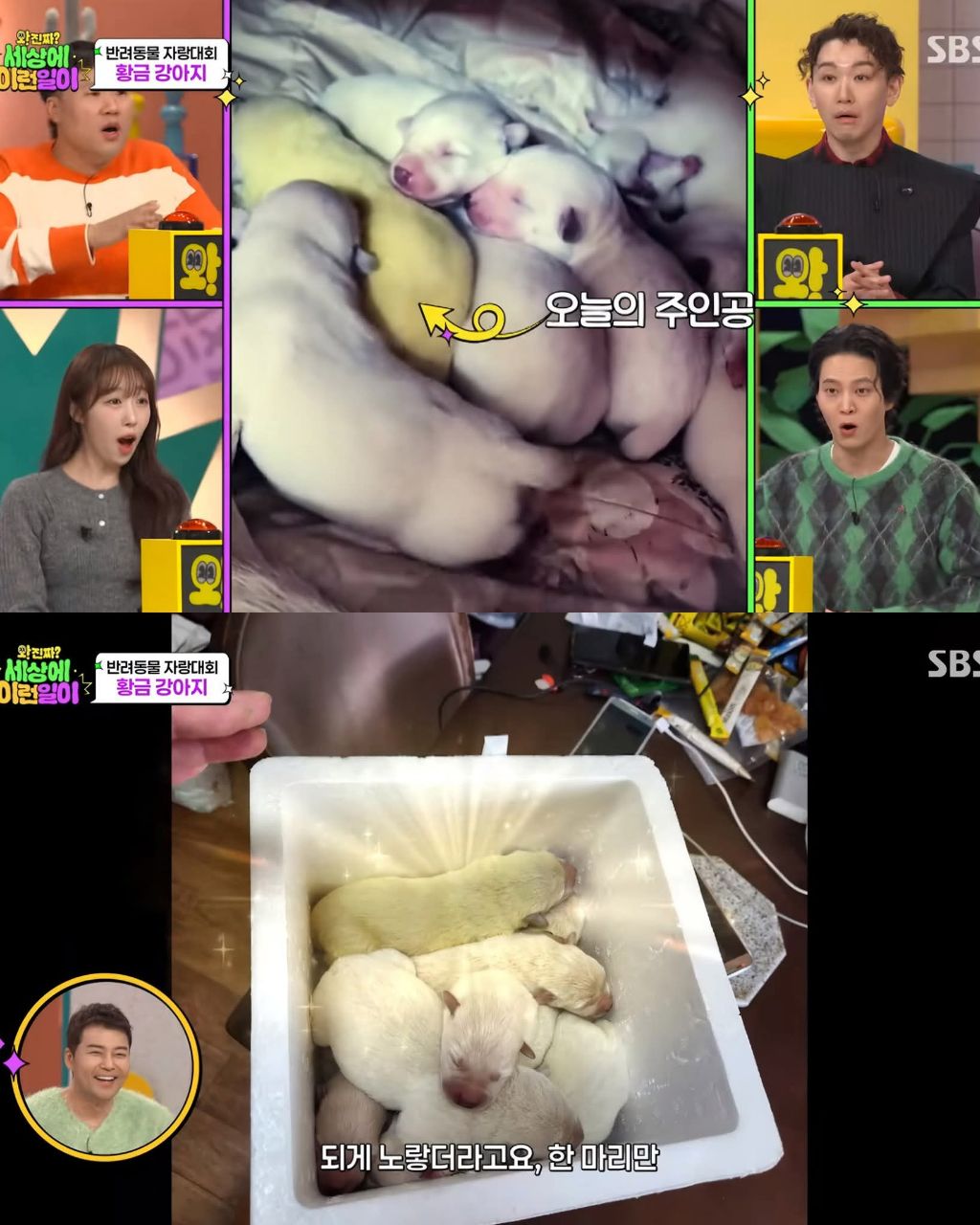 9마리댕댕이들중-색이-다르게-태어난댕댕이-0-이미지