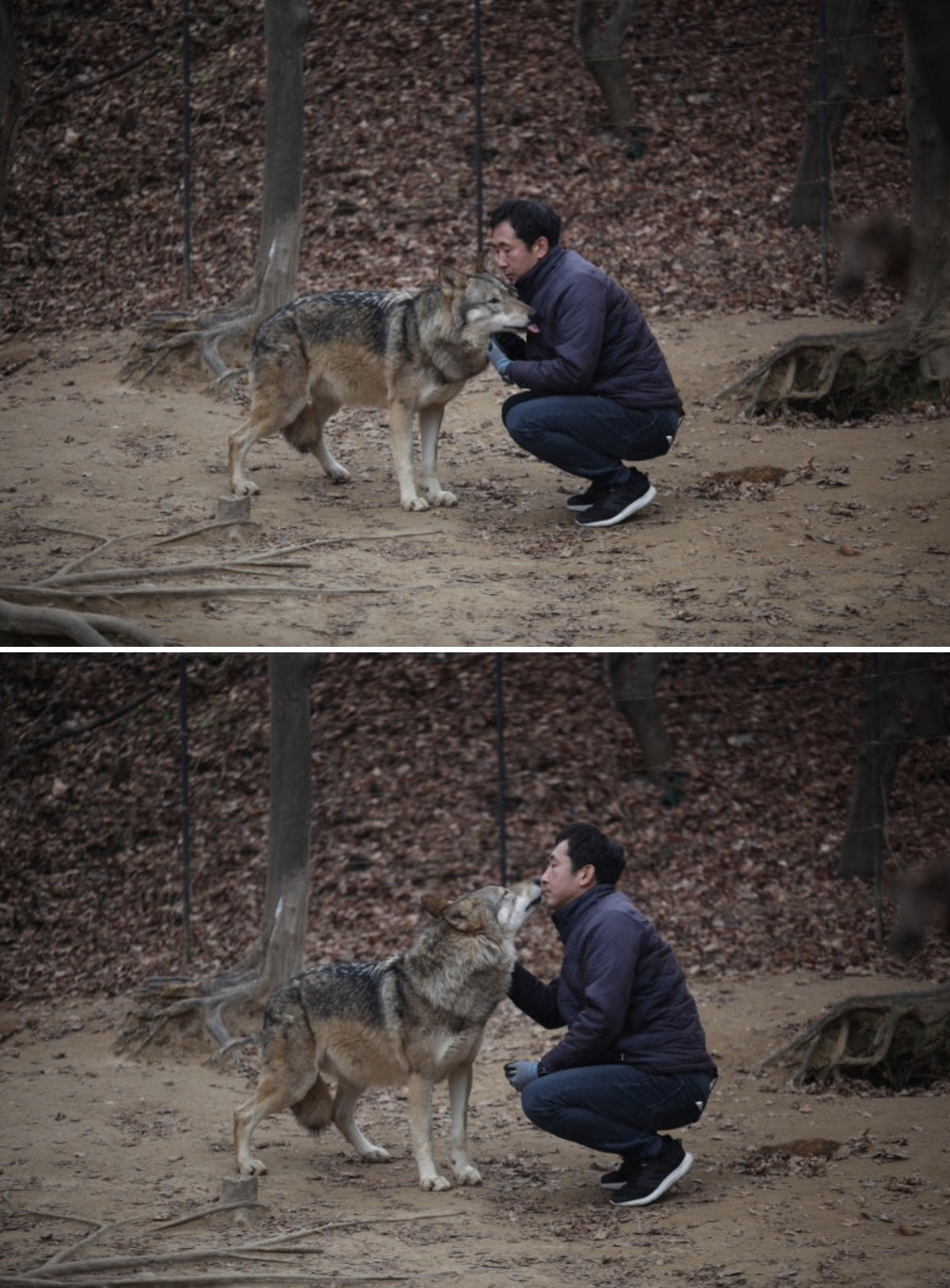 대전-오월드-늑대들-평소-모습-6-이미지