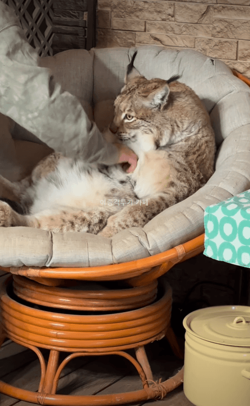 쓰담쓰담-좋아하는-고양이-1-이미지