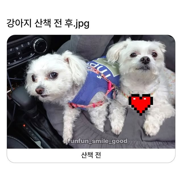 강아지-산책-전후-0-이미지