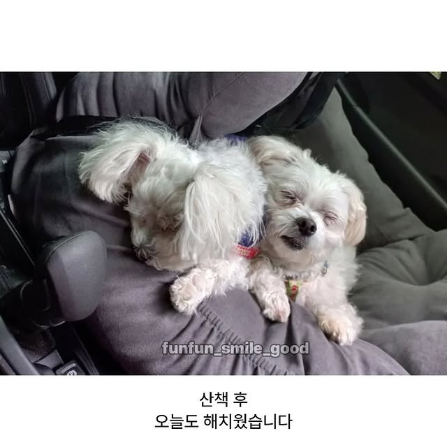 강아지-산책-전후-1-이미지