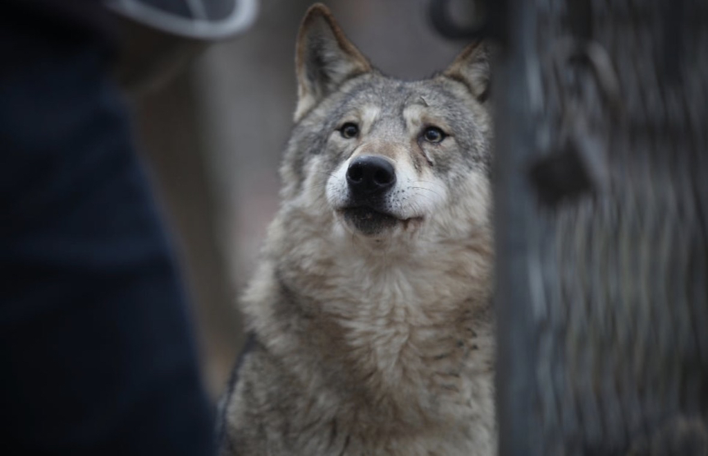 대전-오월드-늑대들-평소-모습-0-이미지
