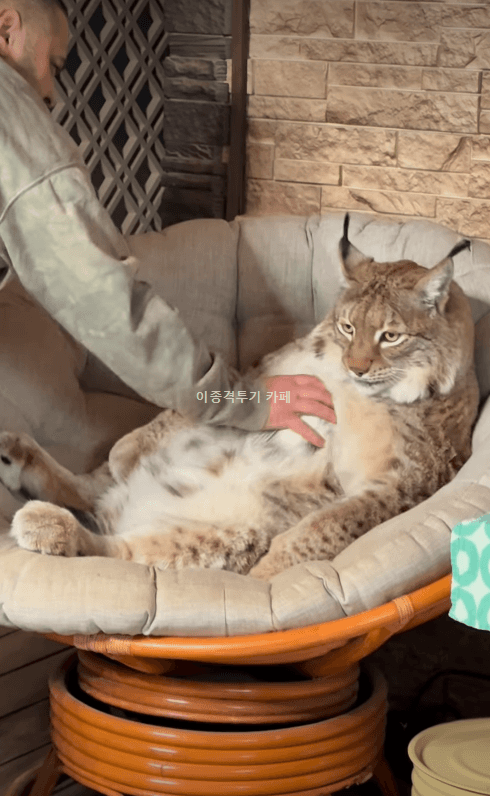 쓰담쓰담-좋아하는-고양이-0-이미지