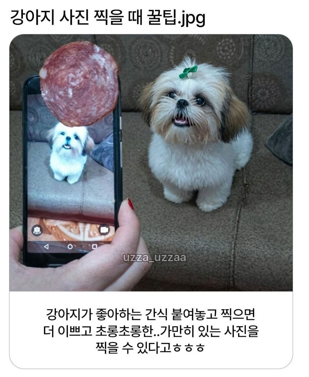 강아지-사진-찍을-때-꿀팁-0-이미지