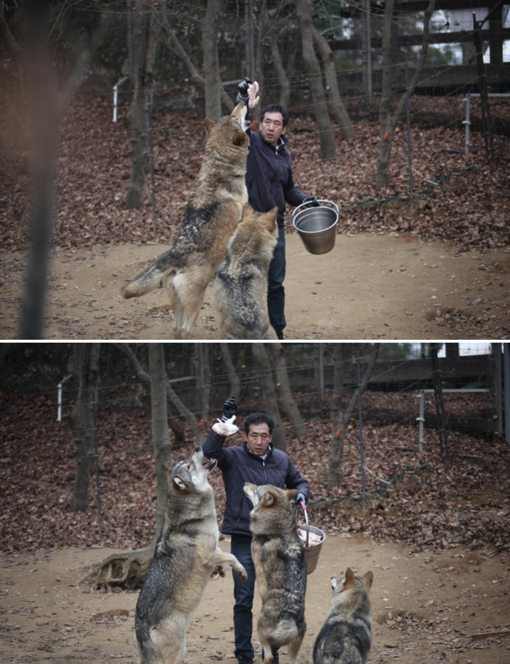 대전-오월드-늑대들-평소-모습-5-이미지