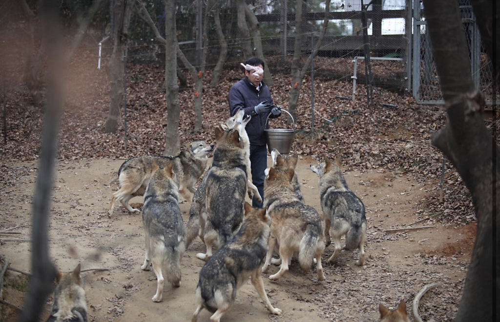 대전-오월드-늑대들-평소-모습-3-이미지
