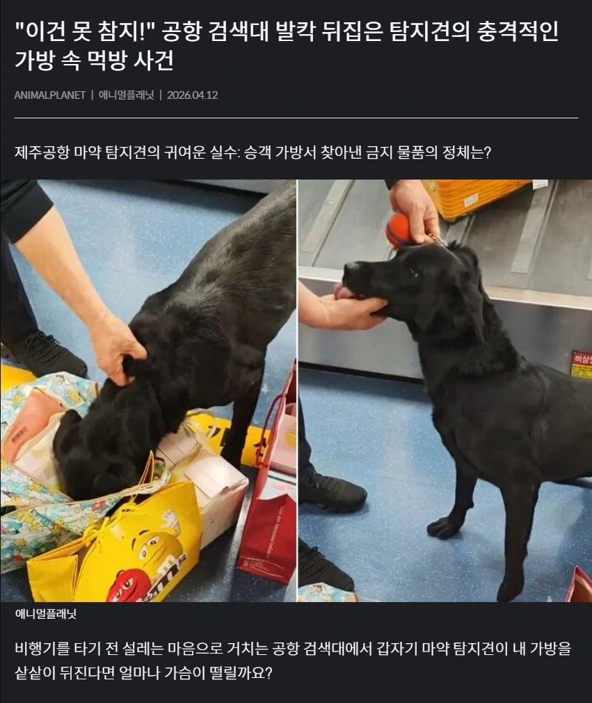 마약-탐지견-때문에-뒤집어진-제주-공항-.gif-0-이미지