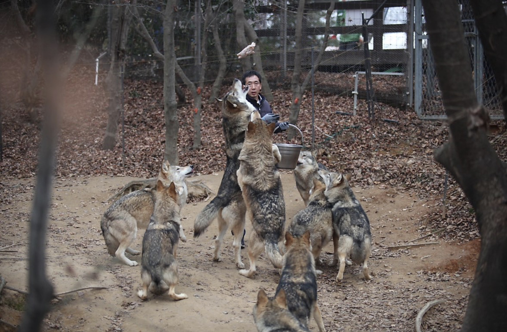 대전-오월드-늑대들-평소-모습-2-이미지