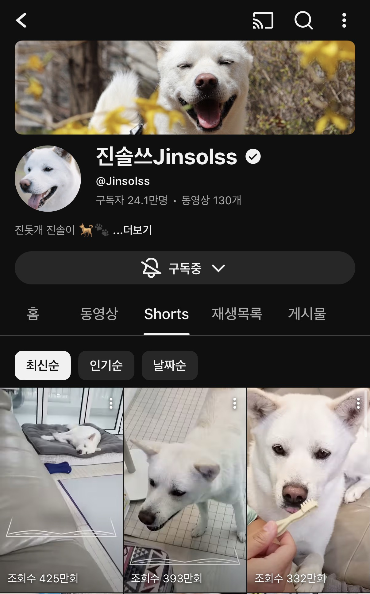 약-5년만에-소식-전한-강아지-유튜버-진솔쓰-(진돗개-진솔이일기)-0-이미지