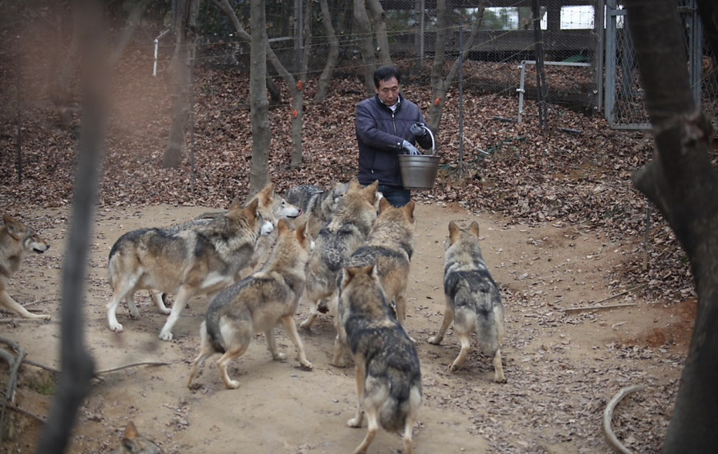 대전-오월드-늑대들-평소-모습-4-이미지