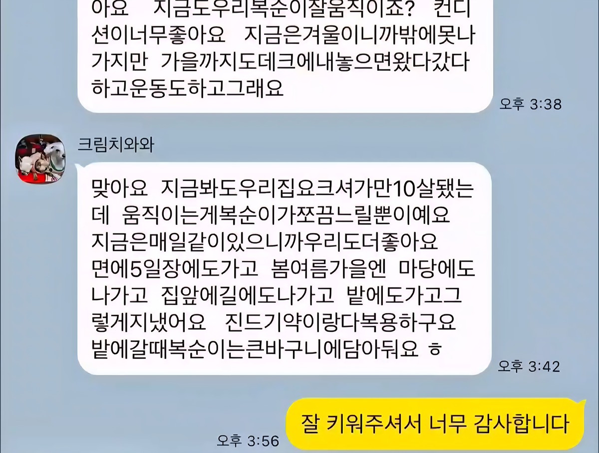 10년전-유기견을-입양했었던-사람한테-다시-연락을-해봤다-8-이미지
