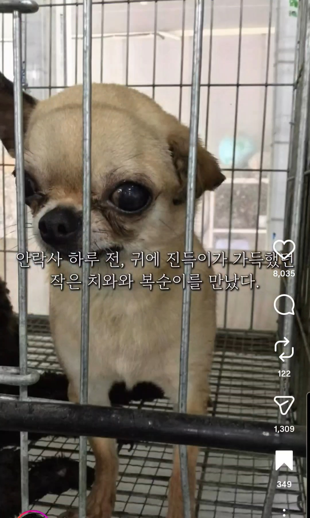 10년전-유기견을-입양했었던-사람한테-다시-연락을-해봤다-1-이미지