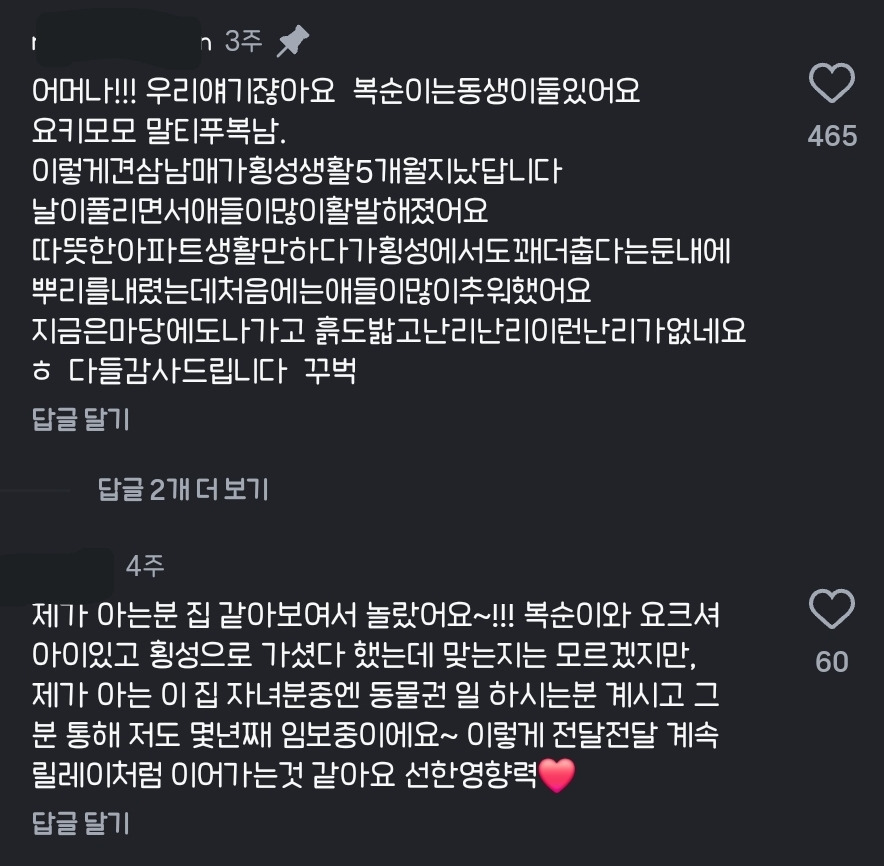 10년전-유기견을-입양했었던-사람한테-다시-연락을-해봤다-9-이미지