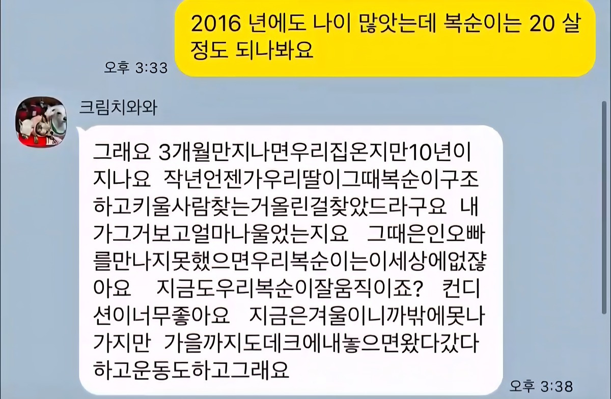 10년전-유기견을-입양했었던-사람한테-다시-연락을-해봤다-7-이미지