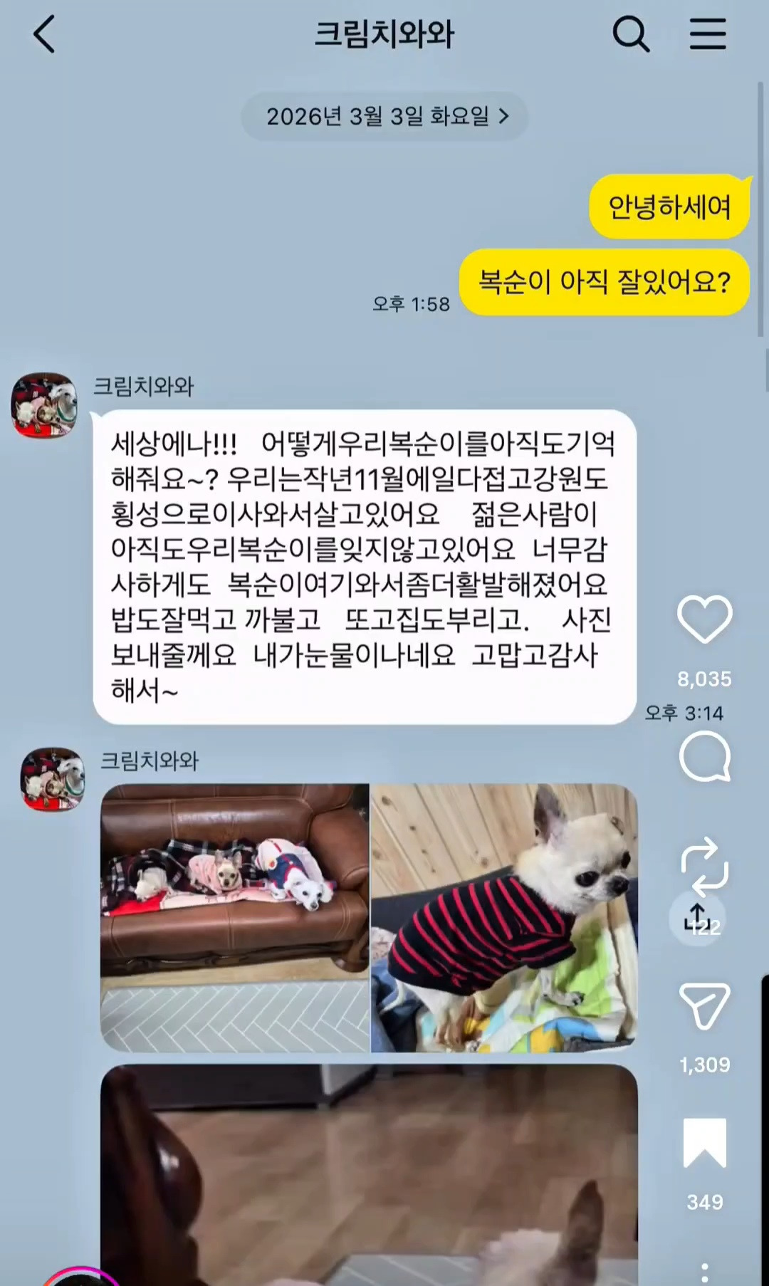 10년전-유기견을-입양했었던-사람한테-다시-연락을-해봤다-5-이미지