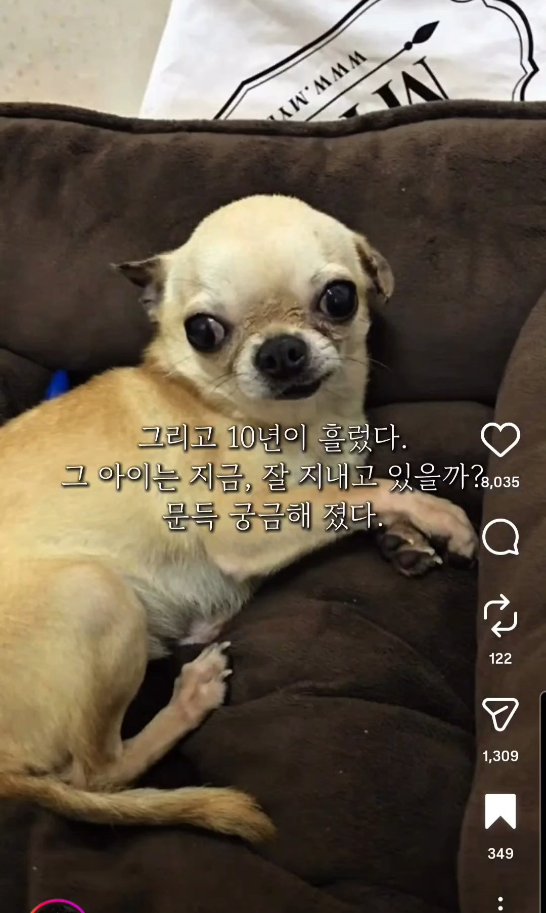 10년전-유기견을-입양했었던-사람한테-다시-연락을-해봤다-3-이미지