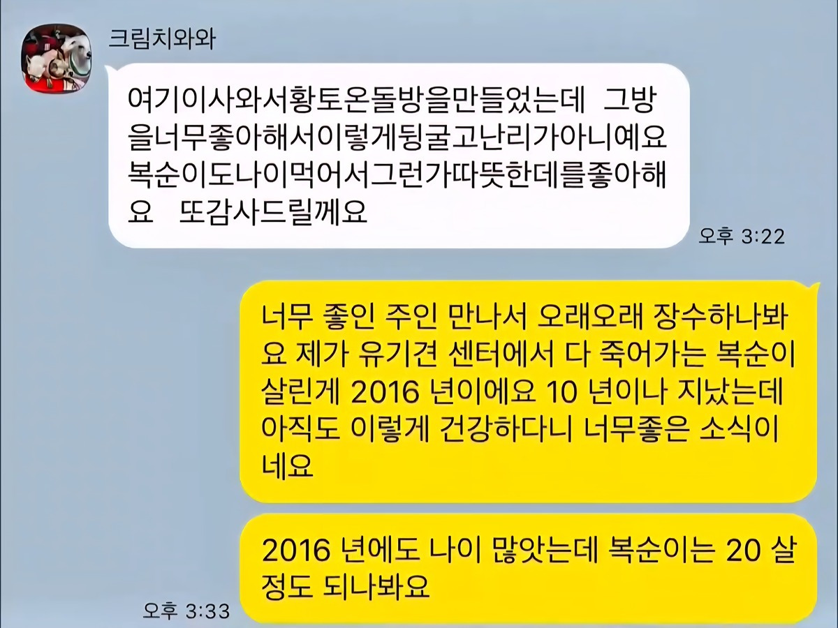 10년전-유기견을-입양했었던-사람한테-다시-연락을-해봤다-6-이미지