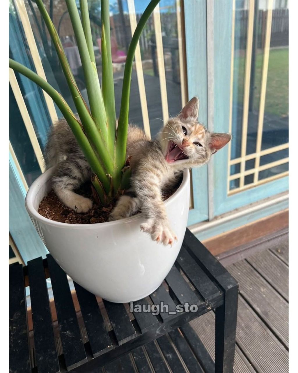 시골집-화분에-고양이-자라났대-3-이미지