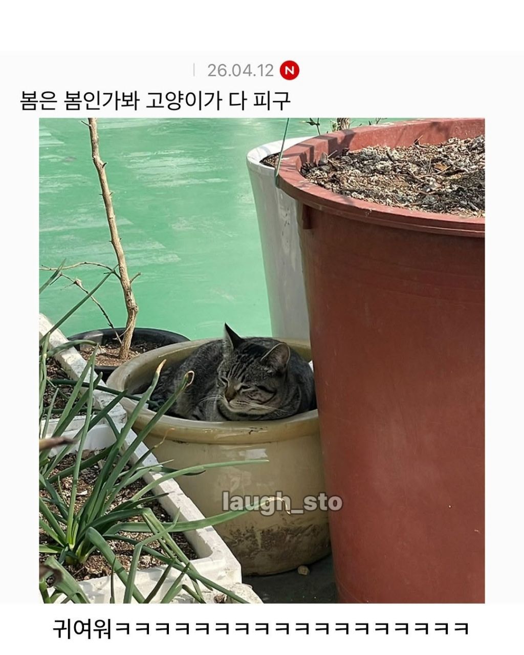 시골집-화분에-고양이-자라났대-4-이미지