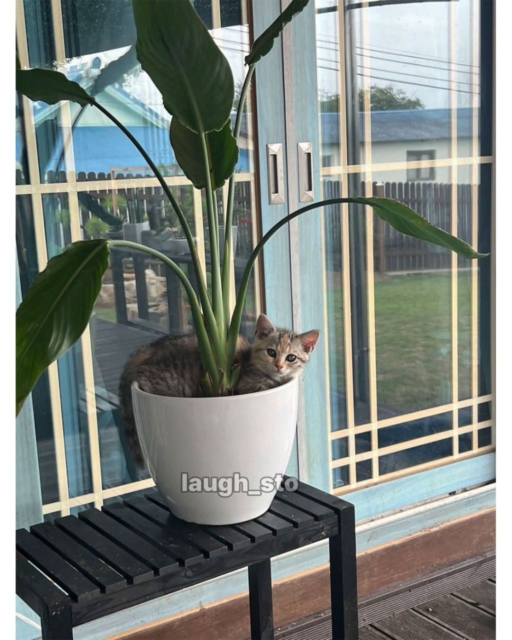 시골집-화분에-고양이-자라났대-2-이미지