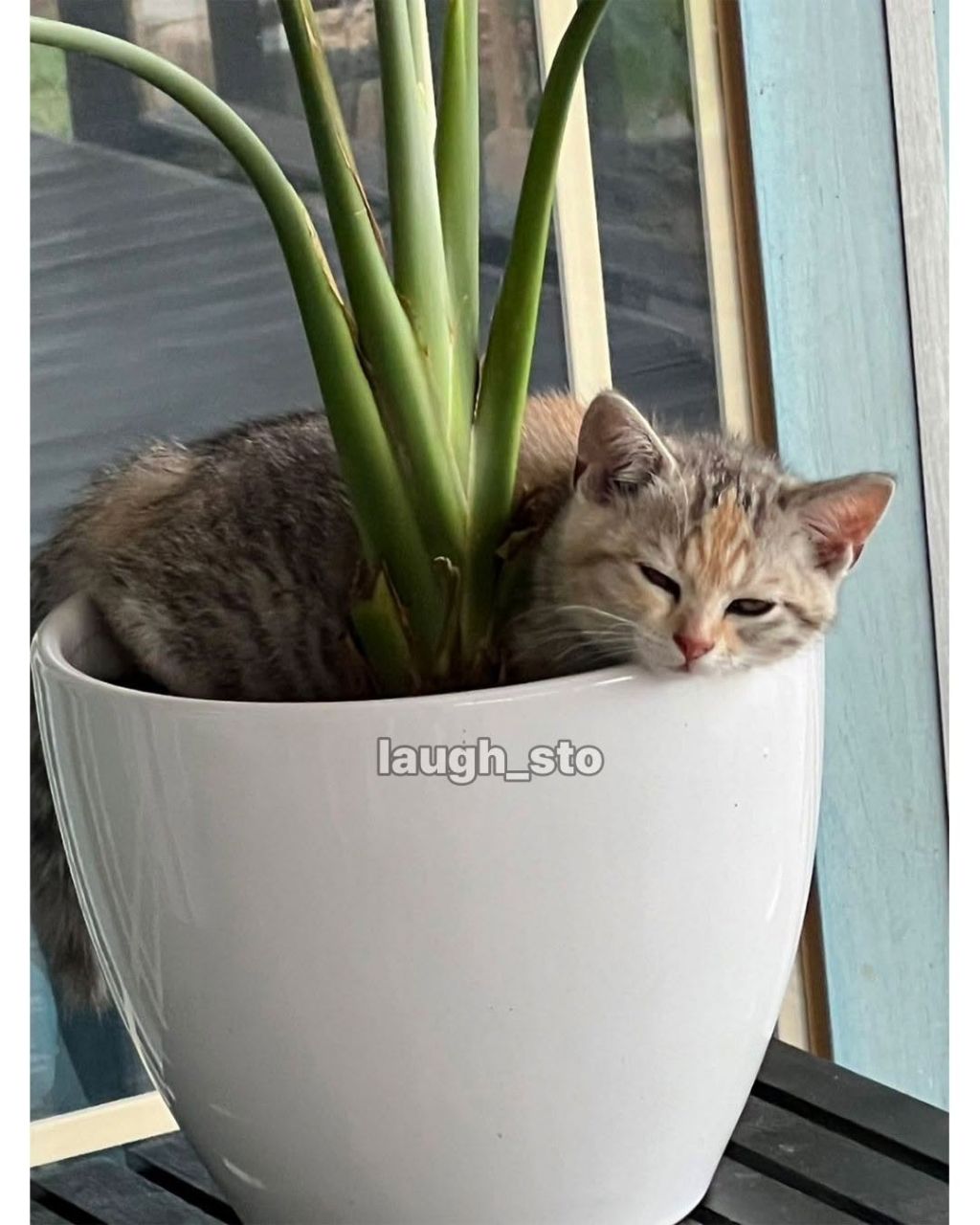 시골집-화분에-고양이-자라났대-1-이미지