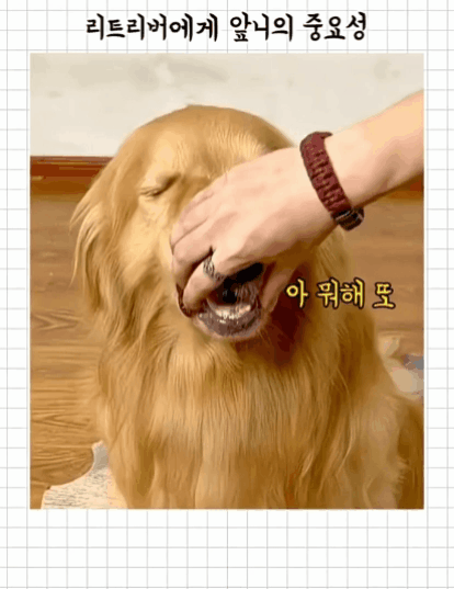 챱츄-앞니의-중요성.gif-0-이미지