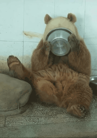 우유-마시고-신난-16세-갈색판다-치짜이🤎-0-이미지