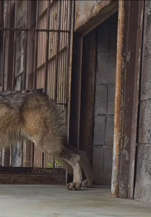 경계심이-심해진거-같은-오늘자-늑구ㅠࡇㅠ-2-이미지