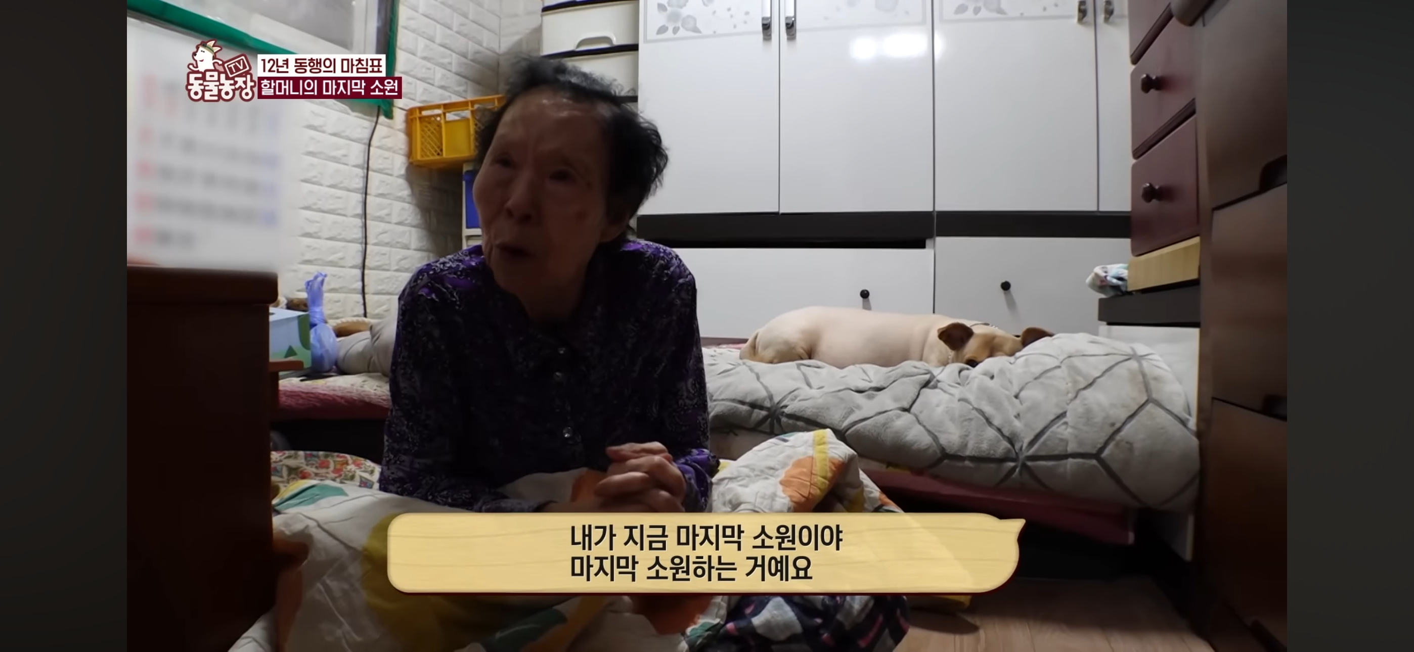 [동물농장]-87세-할머니가-병원-치료를-거부한-이유-69-이미지