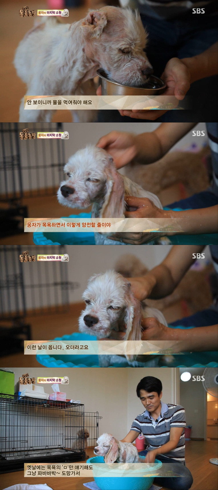 동물농장이-낳은-스타강아지-웅자,-그-후의-이야기-7-이미지