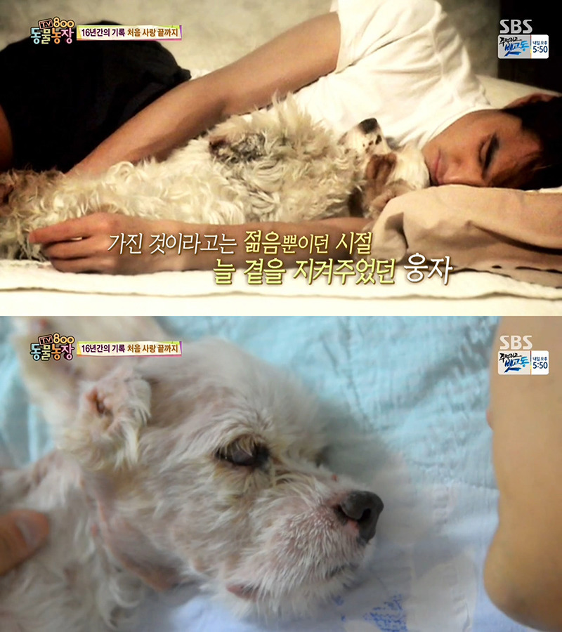 동물농장이-낳은-스타강아지-웅자,-그-후의-이야기-42-이미지