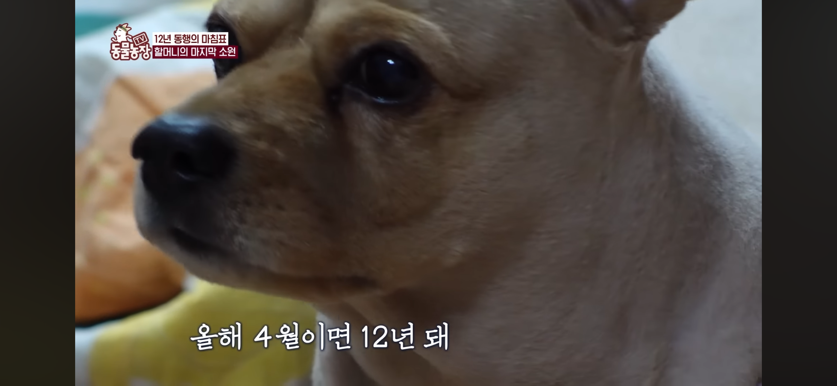 [동물농장]-87세-할머니가-병원-치료를-거부한-이유-73-이미지