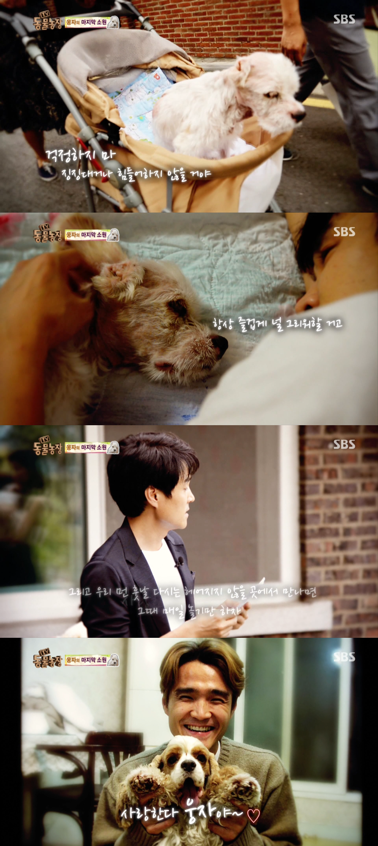 동물농장이-낳은-스타강아지-웅자,-그-후의-이야기-36-이미지