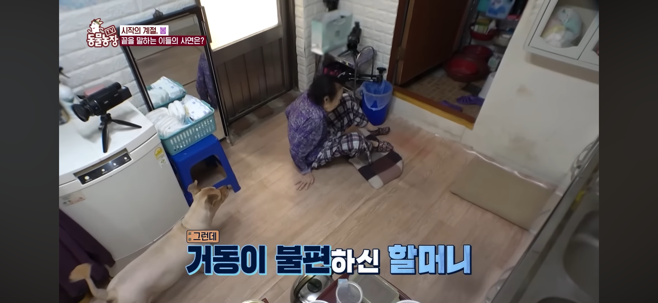 [동물농장]-87세-할머니가-병원-치료를-거부한-이유-9-이미지