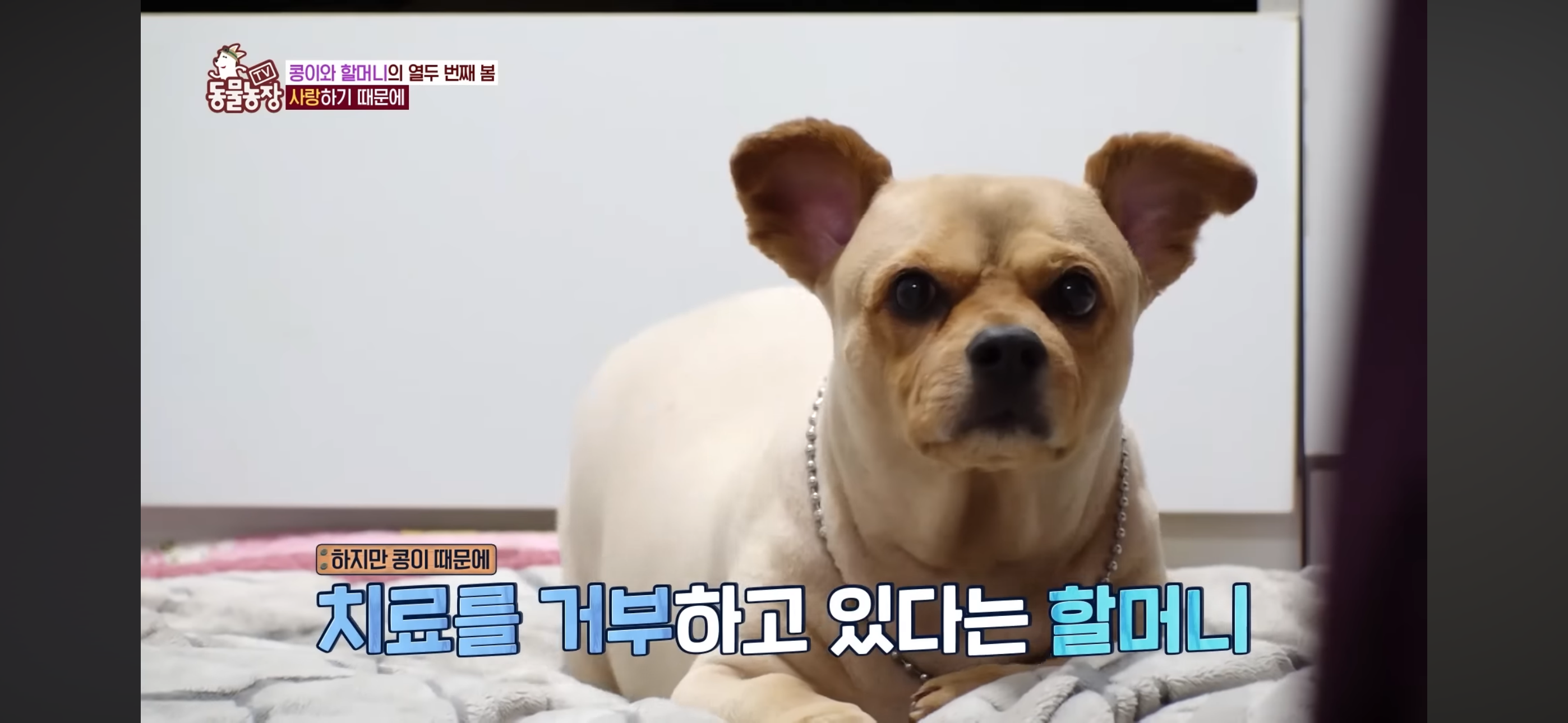 [동물농장]-87세-할머니가-병원-치료를-거부한-이유-49-이미지