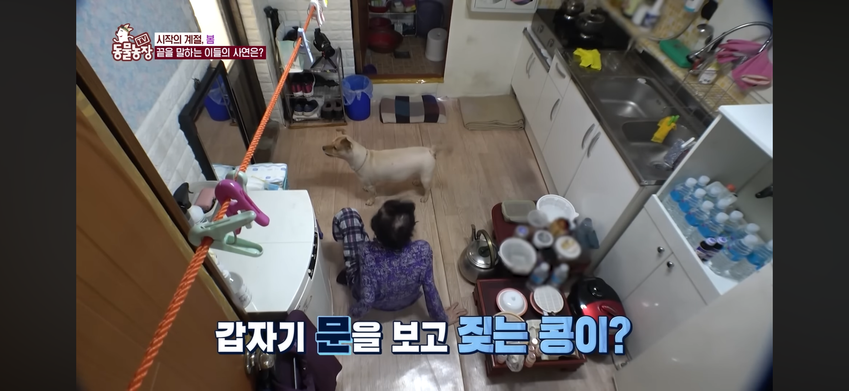 [동물농장]-87세-할머니가-병원-치료를-거부한-이유-20-이미지